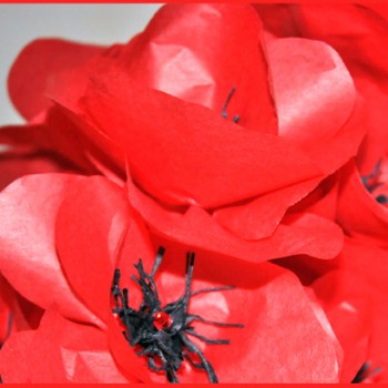 Bouquet de coquelicot : Concours